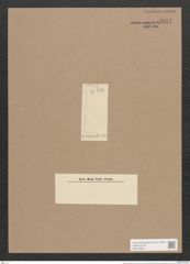 Diatoma elongatum Ag. (de-Toni-Nr.: Genus 58, Species 2539) Zeichnungen Sammlung Grunow Nr. 5077 (NHMW-BOT-W0373348)
